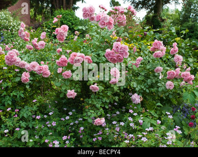 Rosa ad arbusto nel giardino cottage con gerani in primo piano. Foto Stock