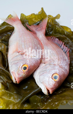 Pagello fragolino (Pagellus erythrinus) sulla cinghia del mare (Laminaria saccarina) Foto Stock