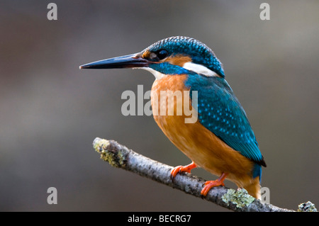 Common Kingfisher (Alcedo atthis), Woergl, Tirolo, Austria, Europa Foto Stock