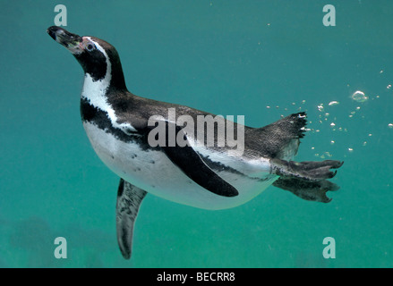 Pinguini Humboldt (Spheniscus Humboldti) nuoto sott'acqua Foto Stock