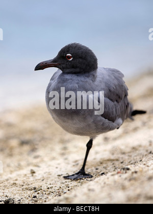 Gabbiano di lava, Lava Gabbiano (Larus fuliginosus) in piedi su una gamba sola, Genovesa Island, isola Tower, Arcipelago Galápagos, Ecuador, così Foto Stock