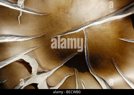 Testa a fungo, alpino (Melanoleuca Melanoleuca subalpina), commestibili, dettaglio, close-up Foto Stock