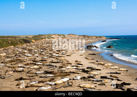 I leoni di mare in appoggio al litorale, CALIFORNIA, STATI UNITI D'AMERICA Foto Stock