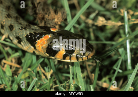 Biscia dal collare (Natrix natrix) varietà orientali con testa arancio spot, Hortobagy, Puszta, Ungheria Foto Stock