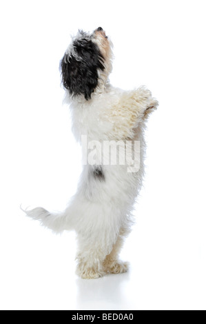 Havanese cane in piedi sulle sue zampe posteriori isolate su uno sfondo bianco Foto Stock