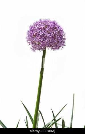 Giant allium flower isolate su sfondo nero Foto Stock