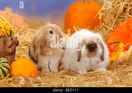 Lop-eared conigli nani / coniglio domestico, paglia Foto Stock