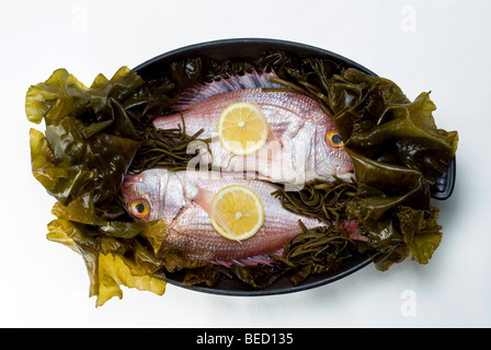 Pagello fragolino (Pagellus erythrinus) sulla cinghia del mare (alga Laminaria saccarina) con fettine di limone Foto Stock