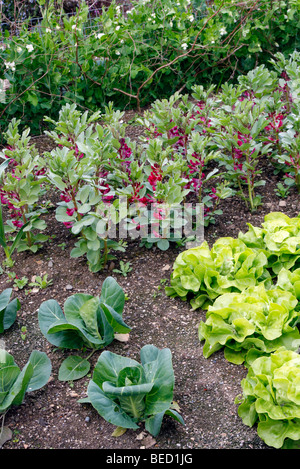 Potager agli inizi di maggio showning Crimson broan fiorito fagiolo, pisello 'Feltham prima', lattuga 'impareggiabile' e 'Cavolo Hispi' Foto Stock