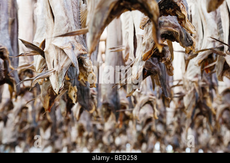 Il Merluzzo Baccalà appesi a scaglie Foto Stock