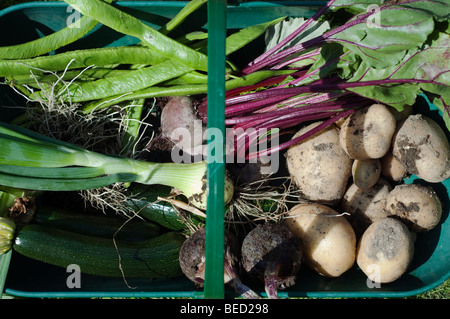 Verdure in un trug, UK. Foto Stock