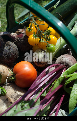 Verdure in un trug, UK. Foto Stock
