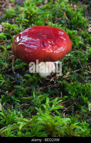 Il Sickener (Russula emetica), Riedlhuette, Baviera, Germania Foto Stock