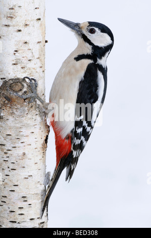 Picchio rosso maggiore (Dendrocopos major) alla ricerca di cibo su un tronco di betulla Foto Stock