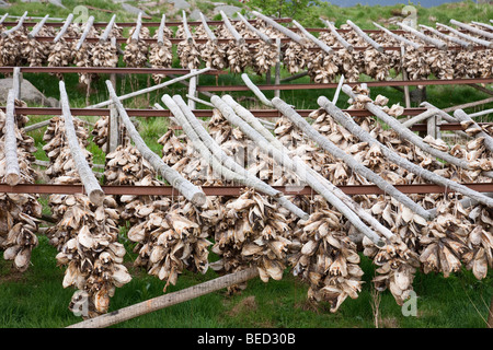 Il Merluzzo Baccalà appesi a scaglie Foto Stock