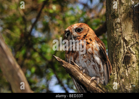 Est della civetta, Megascops asio, Florida, captive Foto Stock