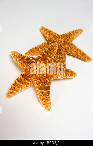 2 stelle marine su sfondo bianco Foto Stock