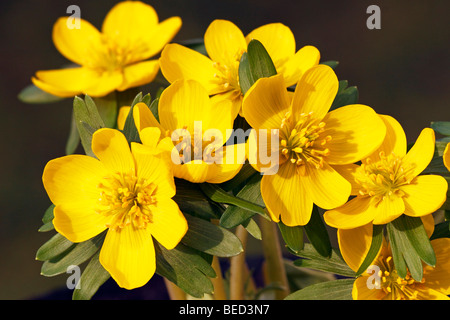 Piccolo aconitum invernale (Eranthis hyemalis), inverno aconiti blossoms, close-up Foto Stock