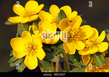 Small Winter aconite (Eranthis hyemalis), Winter aconites, blossoms, close-up Foto Stock