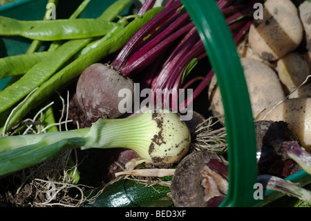 Verdure in un trug, UK. Foto Stock