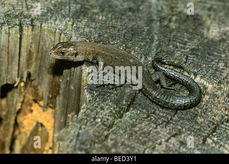 Lucertola vivipara (Lacerta vivipara) appoggiato al sole su un registro ad albero Foto Stock