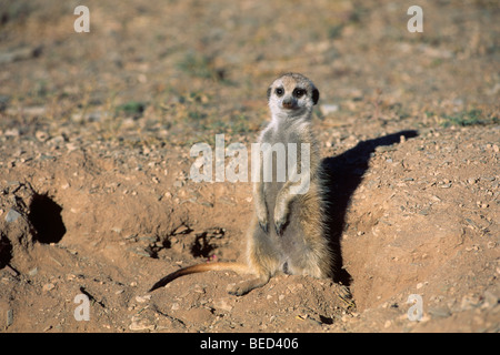 Meerkat (Suricata suricatta) sulla protezione, Namibia, Africa Foto Stock