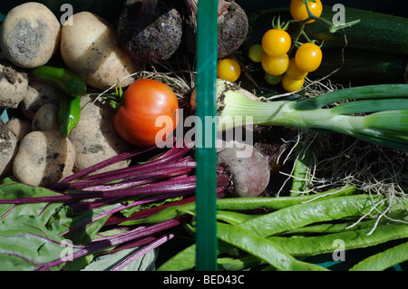 Verdure in un trug, UK. Foto Stock