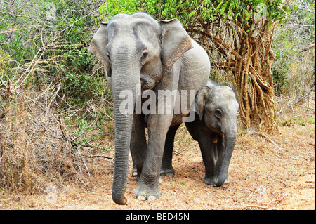 La madre e il bambino elefante nella giungla spazzola Sri Lanka asia Foto Stock