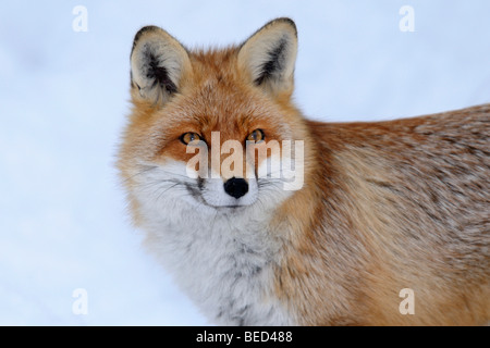 Red Fox (Vulpes vulpes vulpes), ritratto Foto Stock