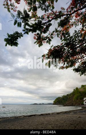 Royal Poinciana alberi linea la tranquilla spiaggia di sabbia nera di Playa Ocotal e nella provincia di Guanacaste in Costa Rica. Foto Stock