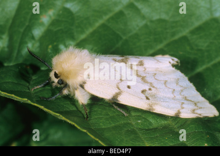 Gypsy Moth (Lymantria dispar), femmina Foto Stock