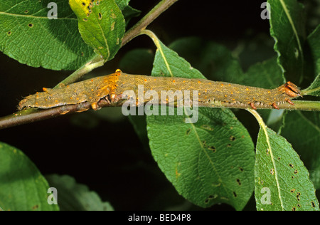 Rosy Underwing Tarma (Catocala electa) caterpillar alimentazione su un ramo di un salice di capra Foto Stock