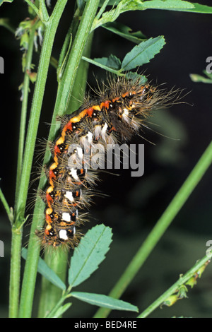 Nodo falena erba (Acronicta rumicis) caterpillar alimentazione su bianco a fiore di trifoglio dolce Foto Stock