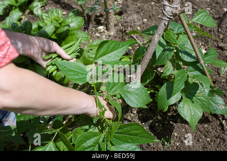 Donna raccolta fagiolini verdi sul suo riparto, UK. Foto Stock