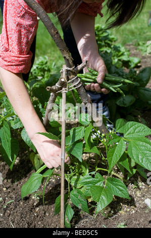 Donna che raccoglie fagioli verdi sulla sua assegnazione Foto Stock