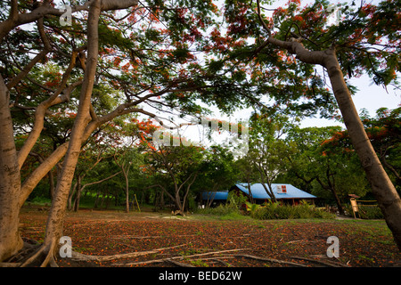 Royal Poinciana Alberi telaio fronte spiaggia Padre Rooster ristorante a Playa Ocotal e nella provincia di Guanacaste in Costa Rica. Foto Stock