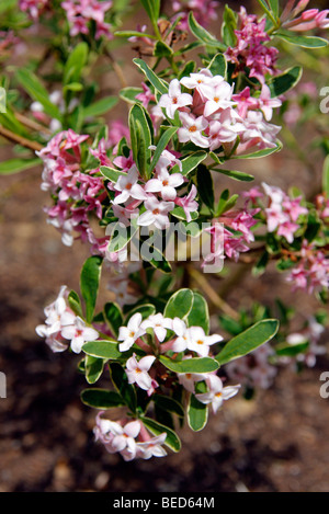 Daphne x burkwoodii 'Somerset bordo d'Oro" Foto Stock