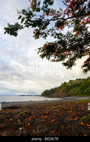 Fioritura Royal Poinciana alberi linea la sabbia nera vulcanica spiaggia di Playa Ocotal e, provincia di Guanacaste in Costa Rica. Foto Stock