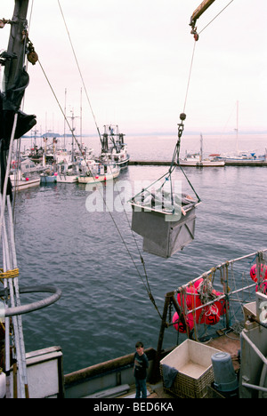 Port Hardy, BC, Isola di Vancouver, British Columbia, Canada, commerciale barca da pesca lo scarico congelati Alaska Merluzzo nero delle catture Foto Stock