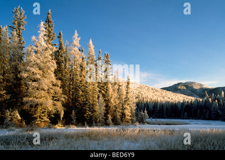 Impostazione di inverno di alberi smerigliato in una palude boreale nel fiume Liard Hot Springs Parco provinciale nel nord della Columbia britannica in Canada Foto Stock