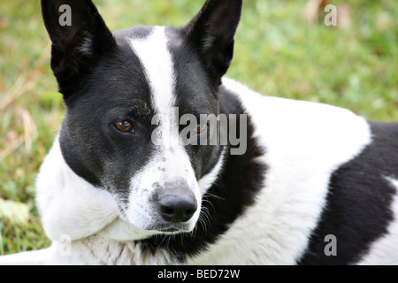 Ritratto di un Border Collie mix cane. Foto Stock