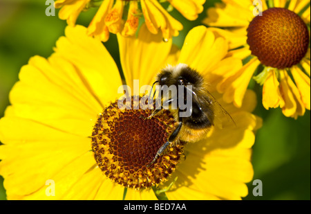 Close-up di un Bumble Bee per raccogliere il polline da un giallo daisy Foto Stock