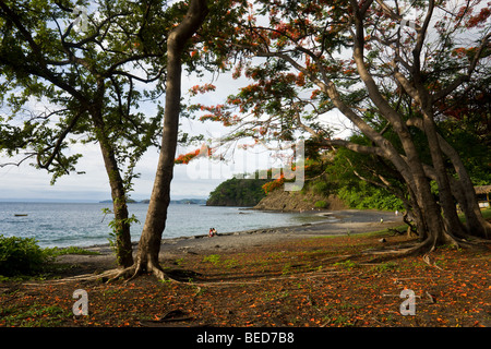 Fioritura Royal Poinciana alberi linea la tranquilla spiaggia di sabbia nera di Playa Ocotal e nella provincia di Guanacaste in Costa Rica. Foto Stock