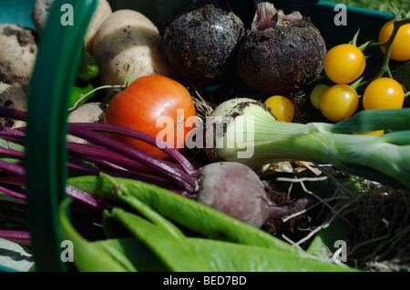 Verdure in un trug, UK. Foto Stock
