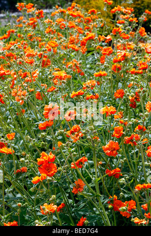 Geum 'Dolly Nord' Foto Stock