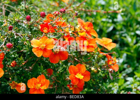 Potentilla fruticosa 'Hopleys Orange degli azionisti Foto Stock