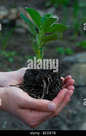 Fava piantina detenute in mani femminili Foto Stock