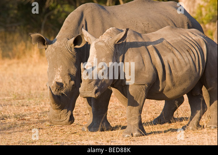 South African White Rhino madre e vitello Foto Stock