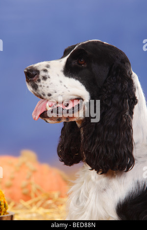 English Cocker Spaniel, in bianco e nero / lato, profilo Foto Stock