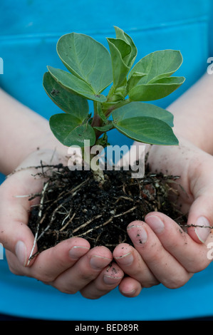 Fava piantina detenute in mani femminili Foto Stock